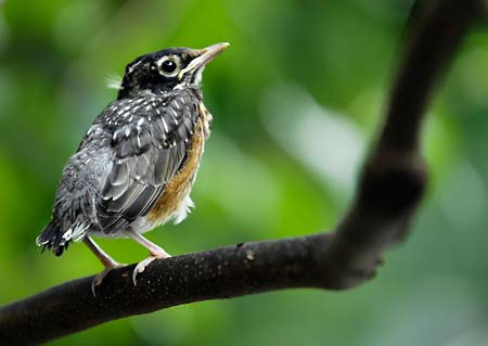 bird2.jpg