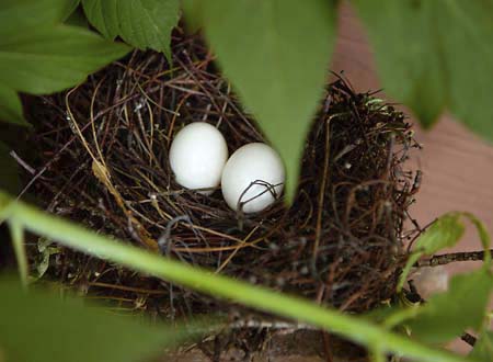 nest1.jpg
